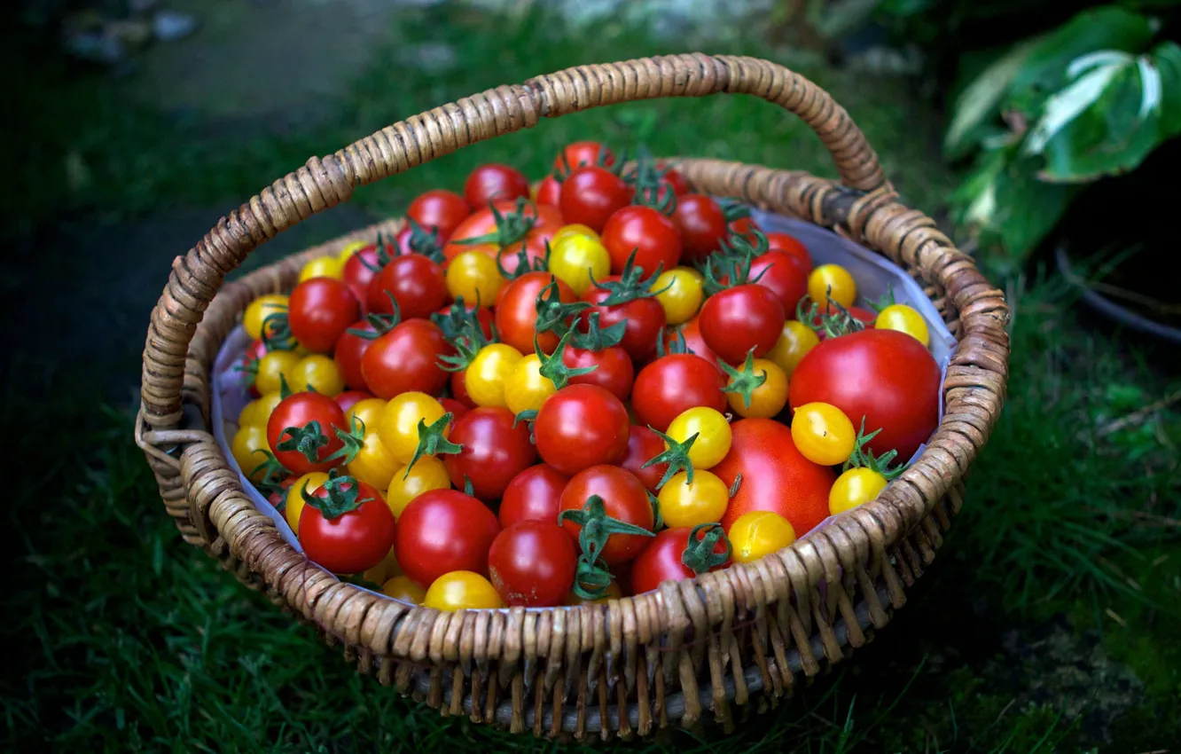 Photo wallpaper nature, harvest, basket, tomatoes, different, a lot, home