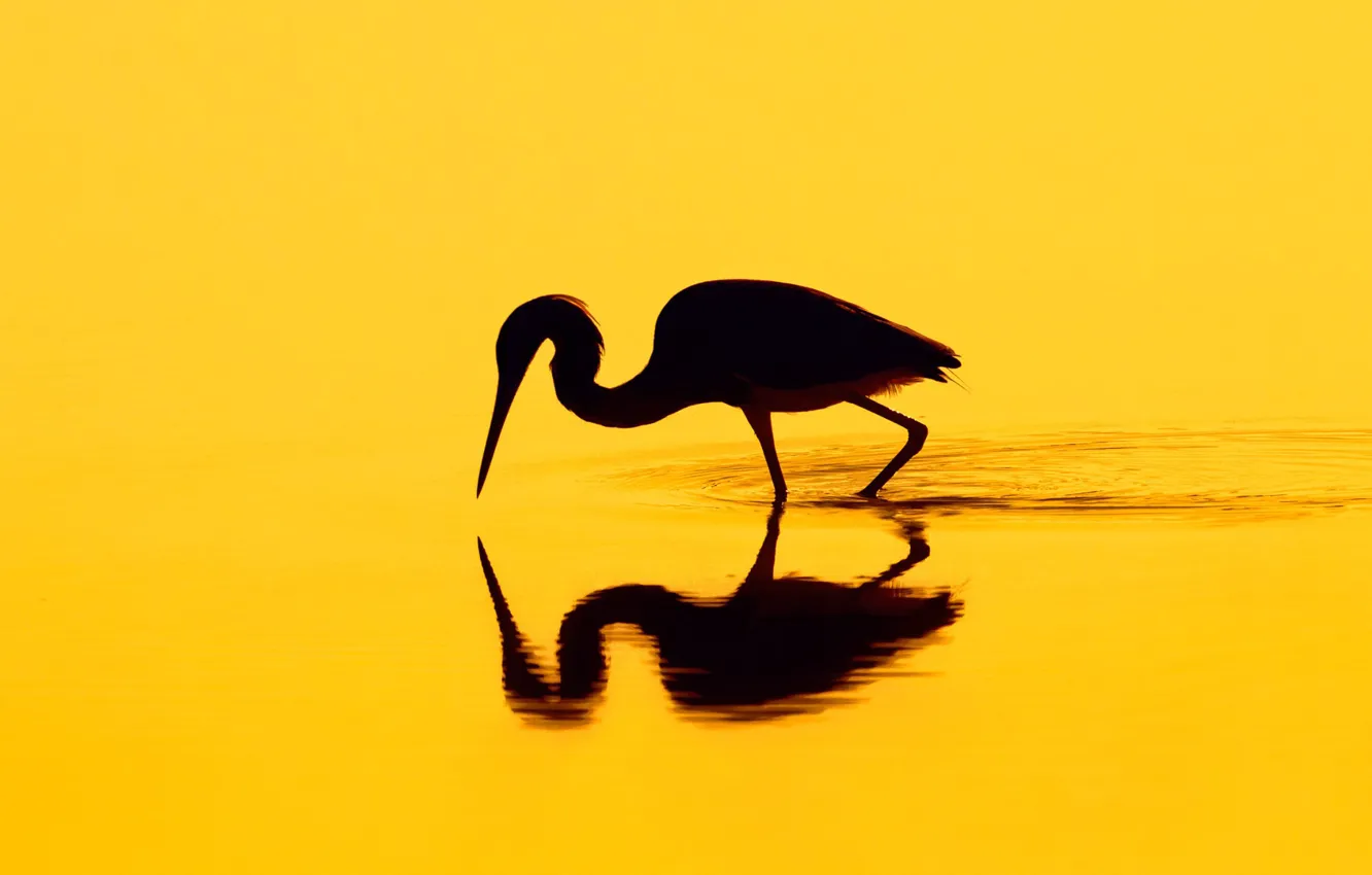 Photo wallpaper reflection, bird, silhouette, Heron