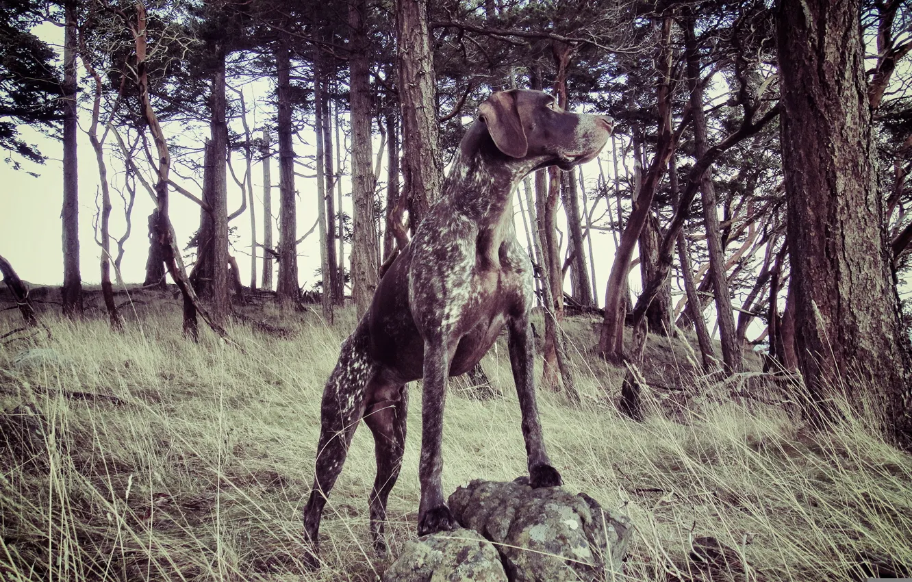 Photo wallpaper forest, background, dog