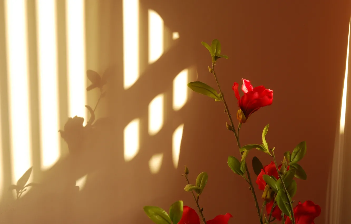Photo wallpaper leaves, light, shadow, petals, stem