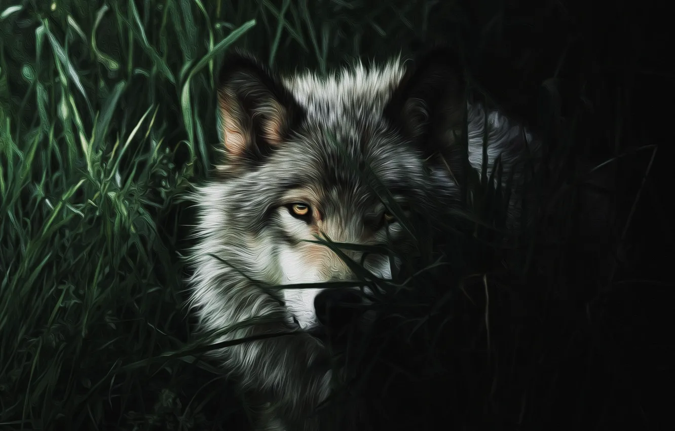 Photo wallpaper look, wolf, predatory