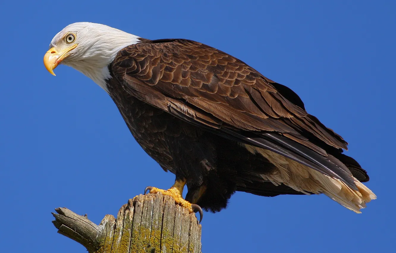 Photo wallpaper bird, predator, Bald eagle