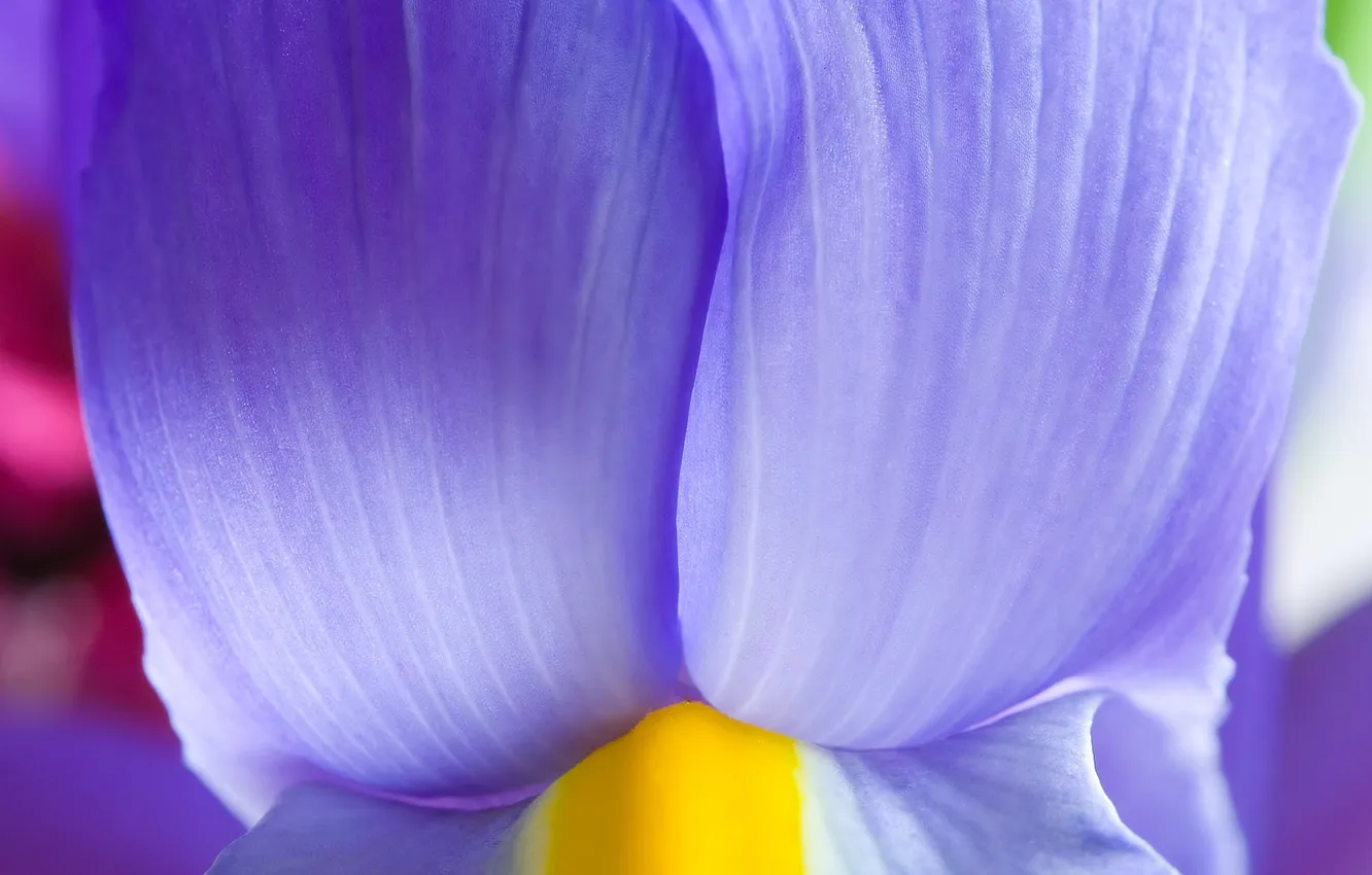 Photo wallpaper flowers, nature, plant, petals