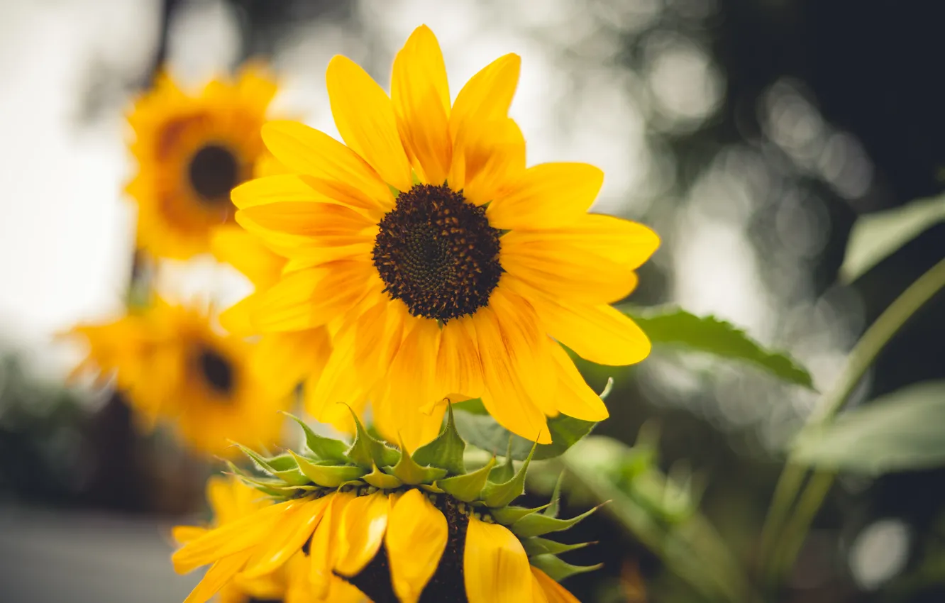 Photo wallpaper flowers, yellow, petals