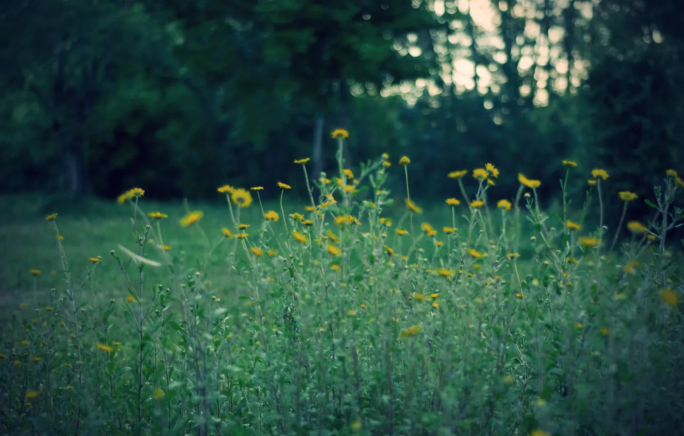 Photo wallpaper forest, flowers, yellow, green background