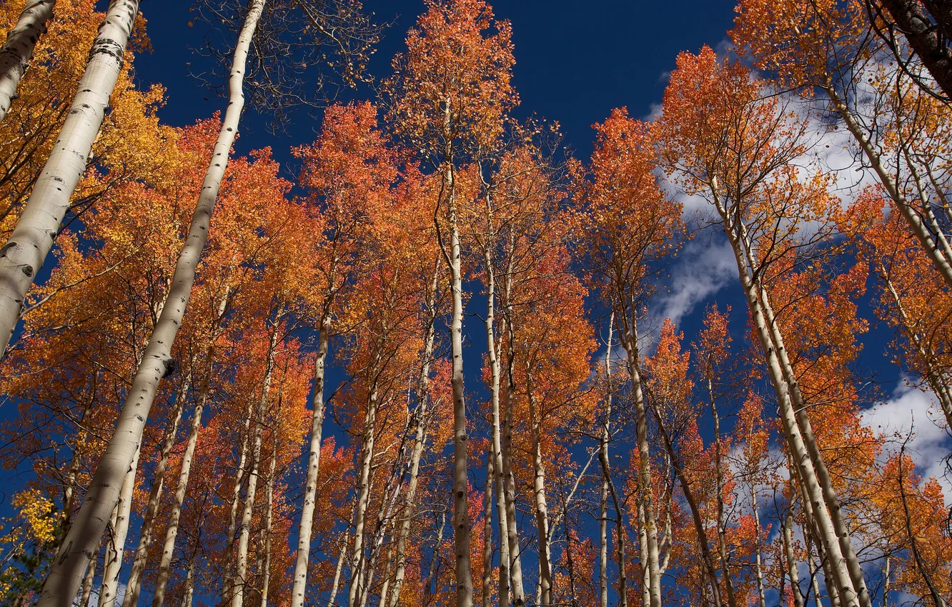 Photo wallpaper autumn, the sky, clouds, trees, trunk