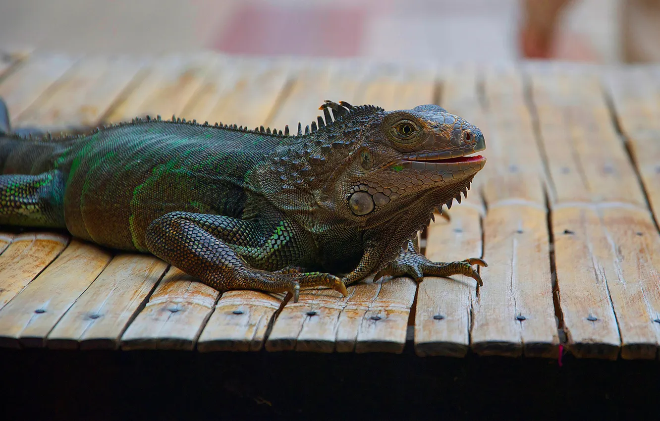 Photo wallpaper Board, lizard, bokeh