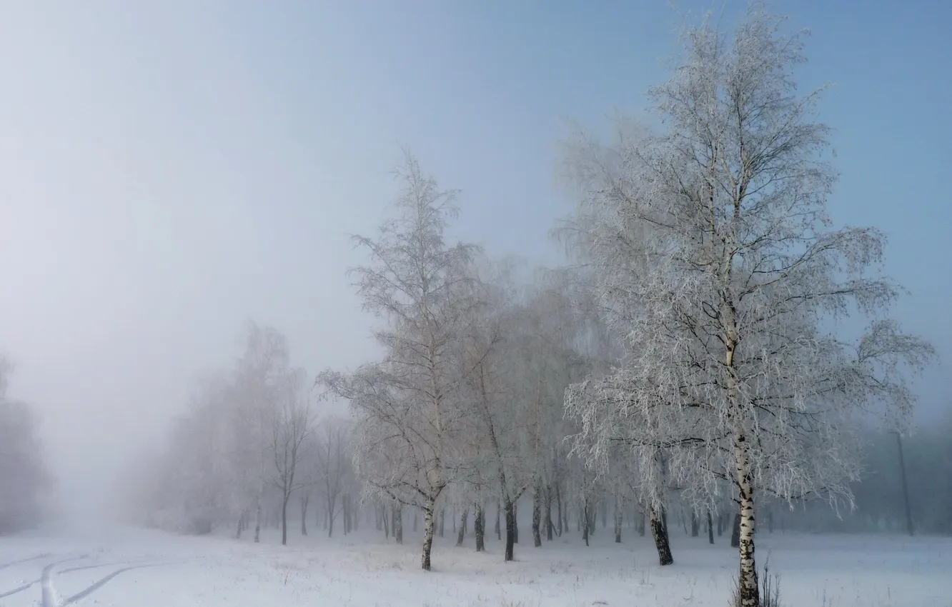 Photo wallpaper winter, snow, birch