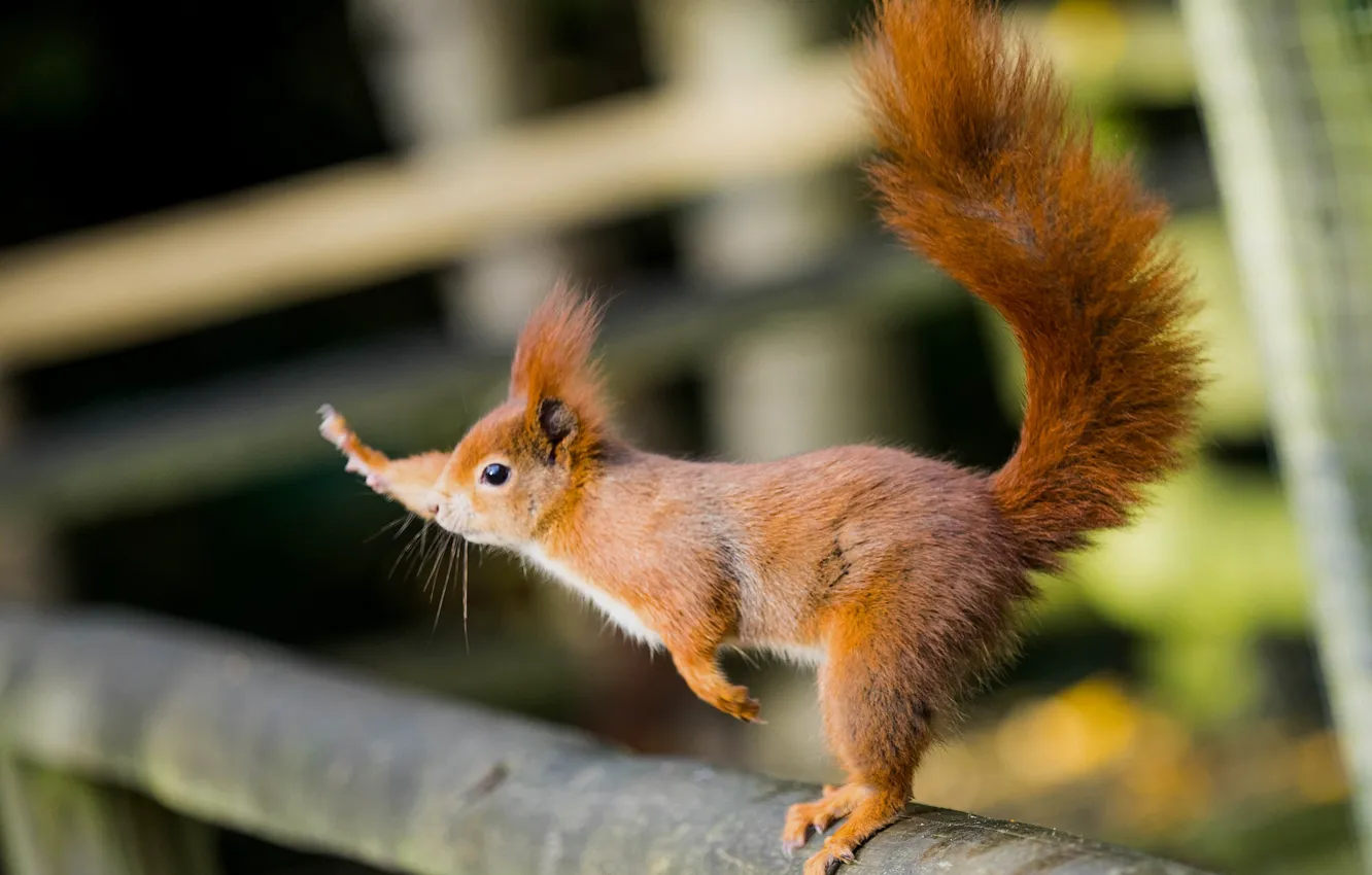 Photo wallpaper protein, tail, red, gesture, Hi!