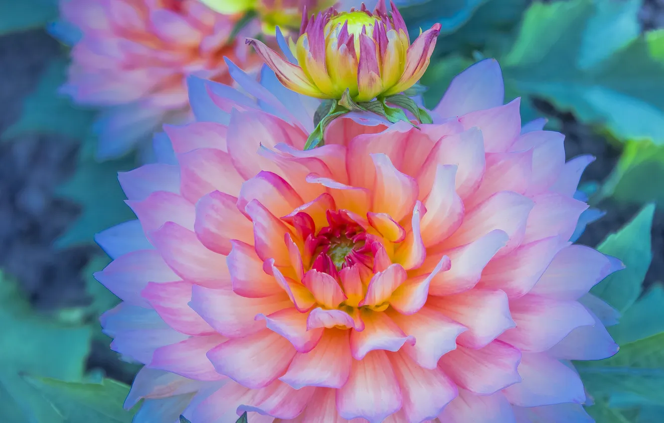Photo wallpaper flowers, buds, dahlias