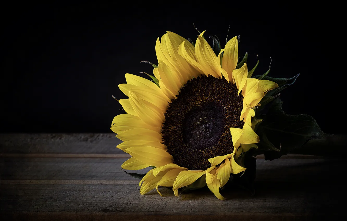 Photo wallpaper sunflower, sunflower, Girasol