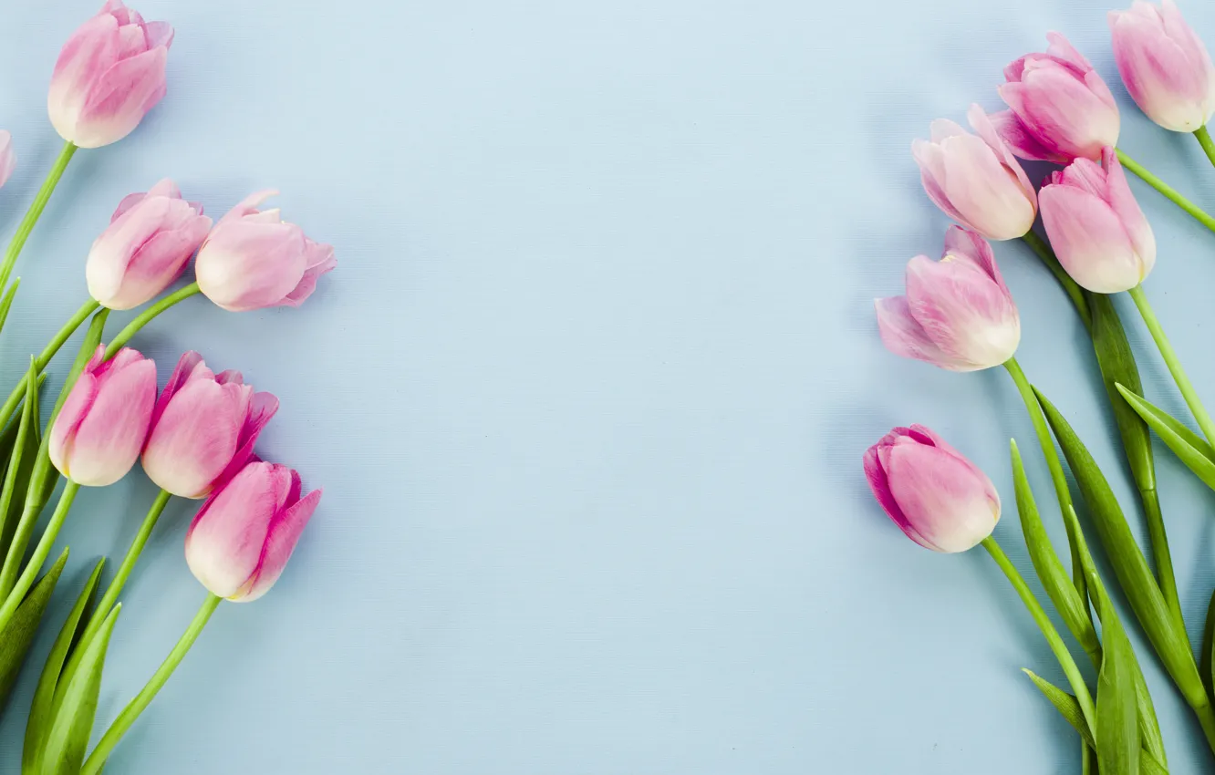 Photo wallpaper background, blue, tulips, pink, composition