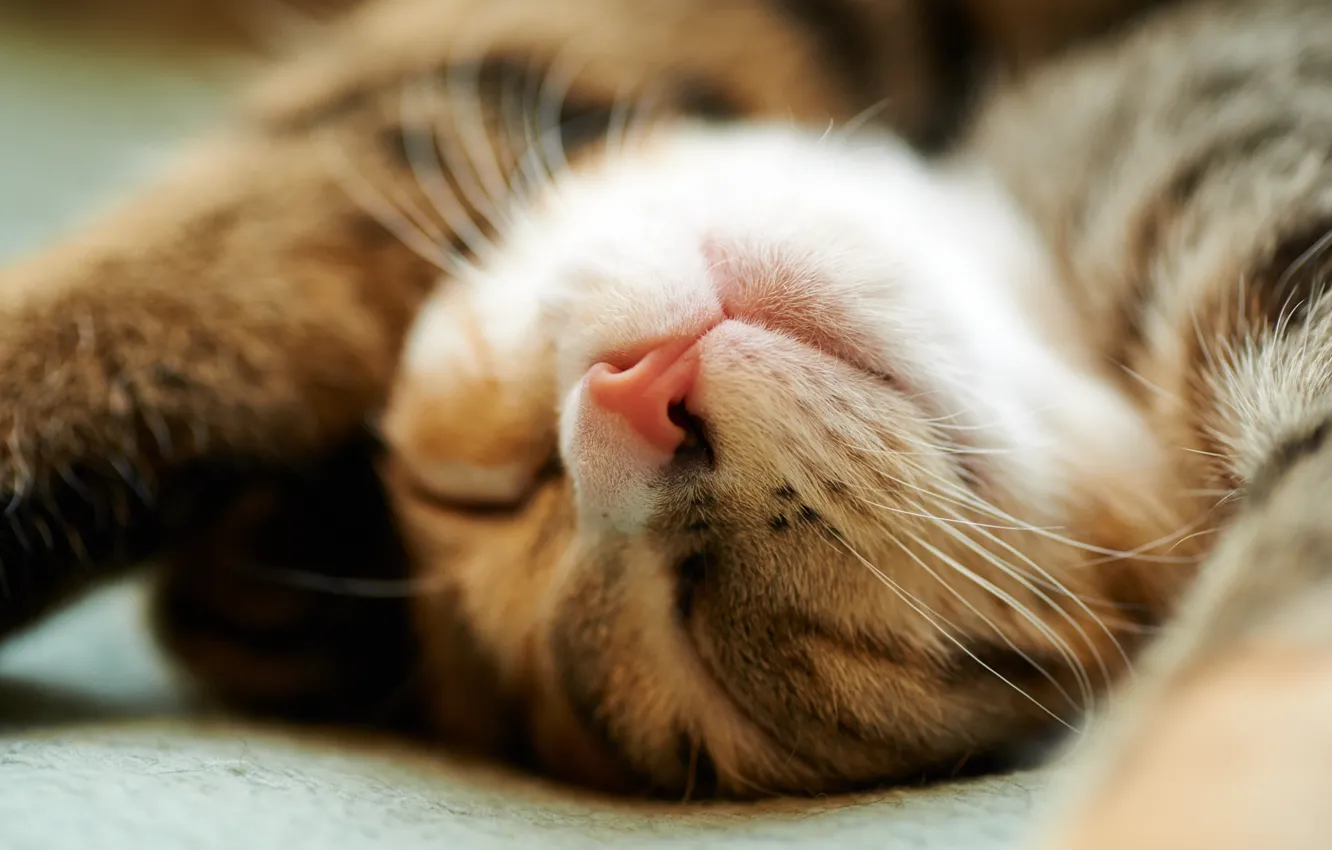 Photo wallpaper cat, cat, muzzle, sleeping