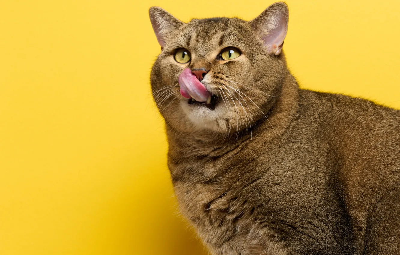 Photo wallpaper language, cat, cat, look, pose, grey, portrait, face
