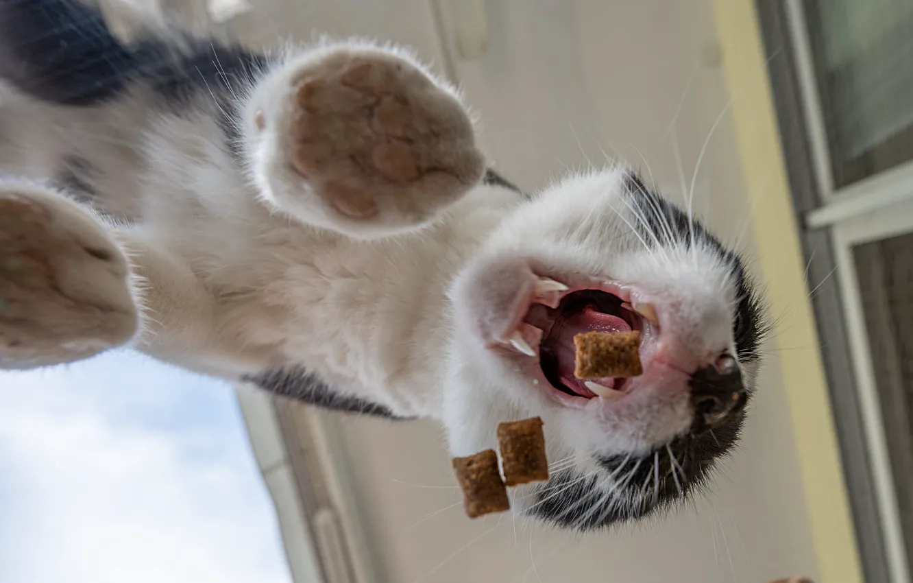 Photo wallpaper cat, cat, glass, mouth, view, meal, feed