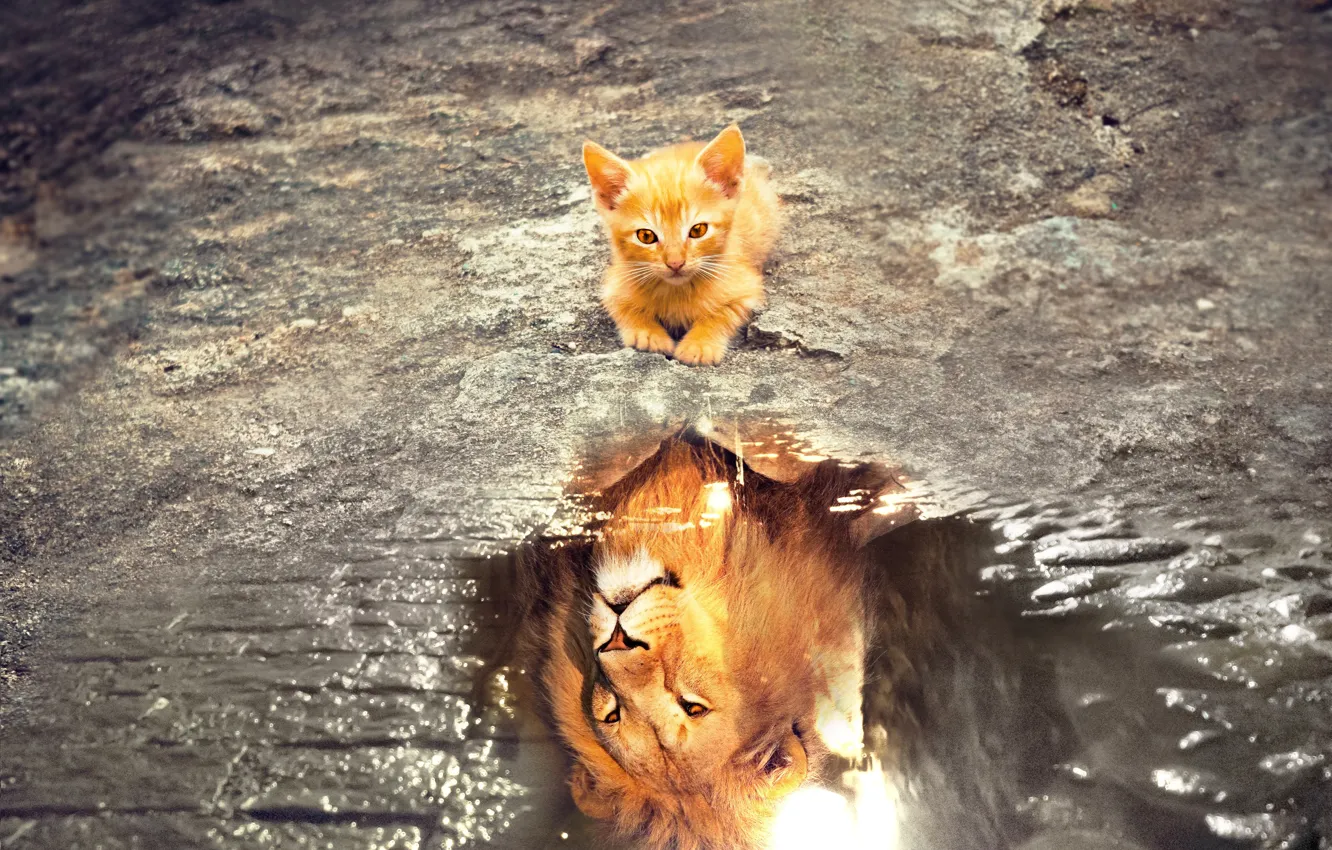Photo wallpaper cat, look, face, water, reflection, photoshop, Leo, puddle