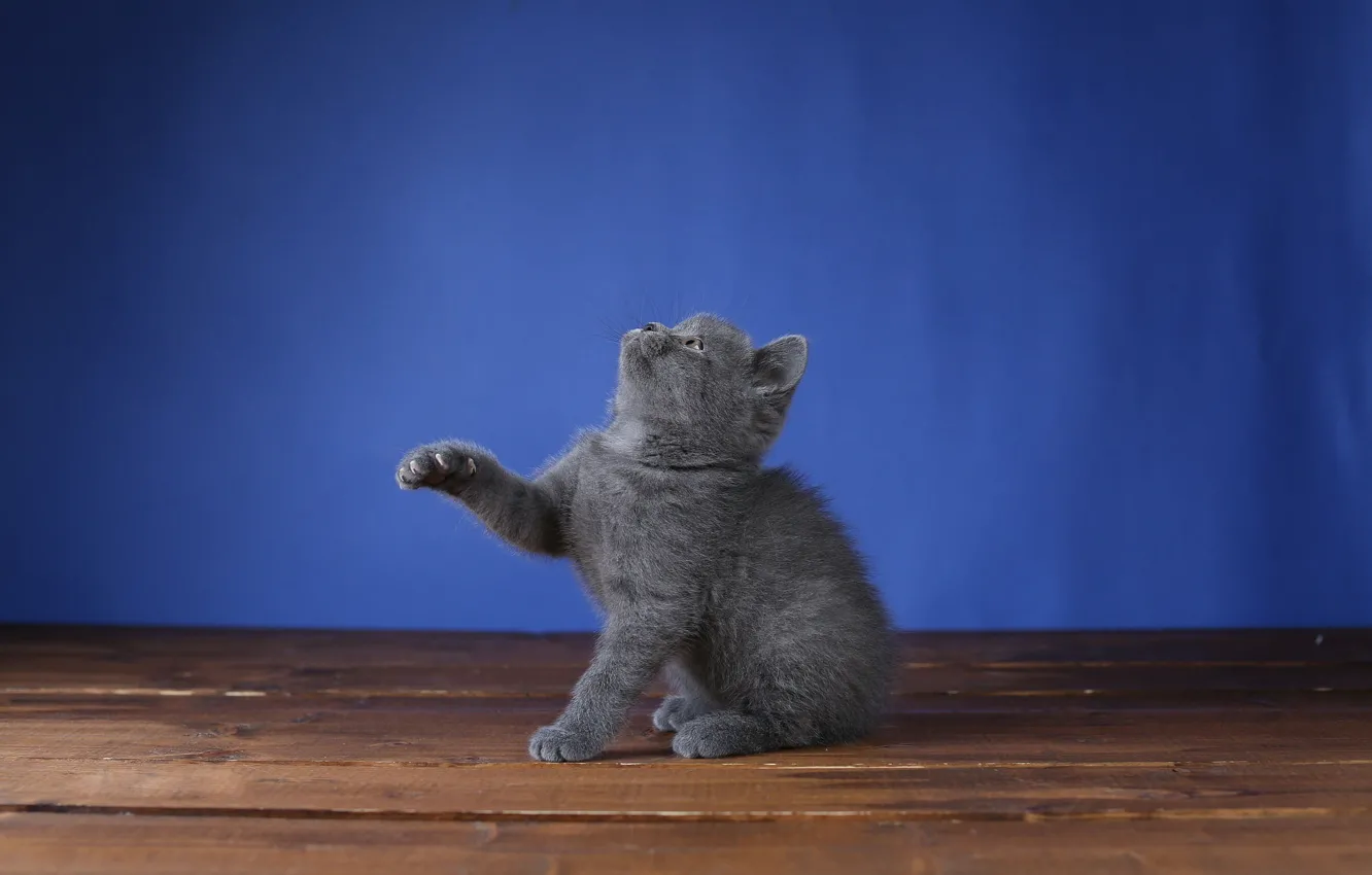 Photo wallpaper pose, kitty, sitting, blue background, British