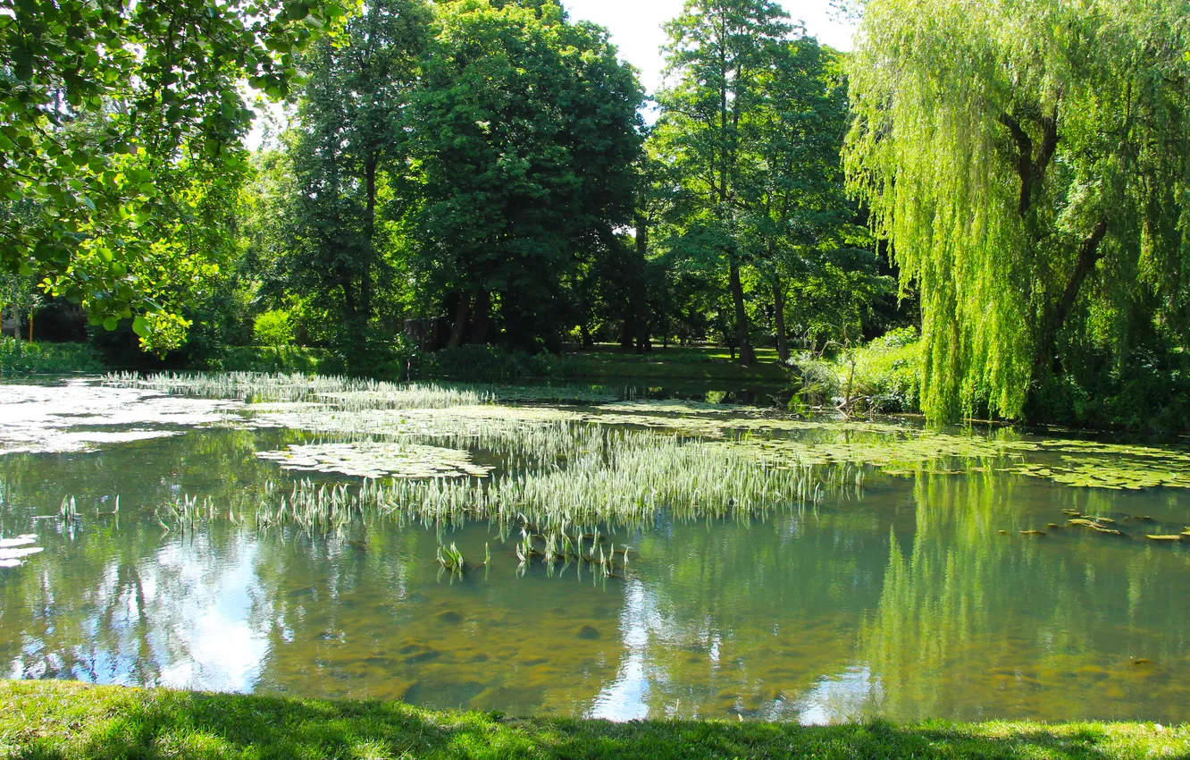 Photo wallpaper trees, lake, pond