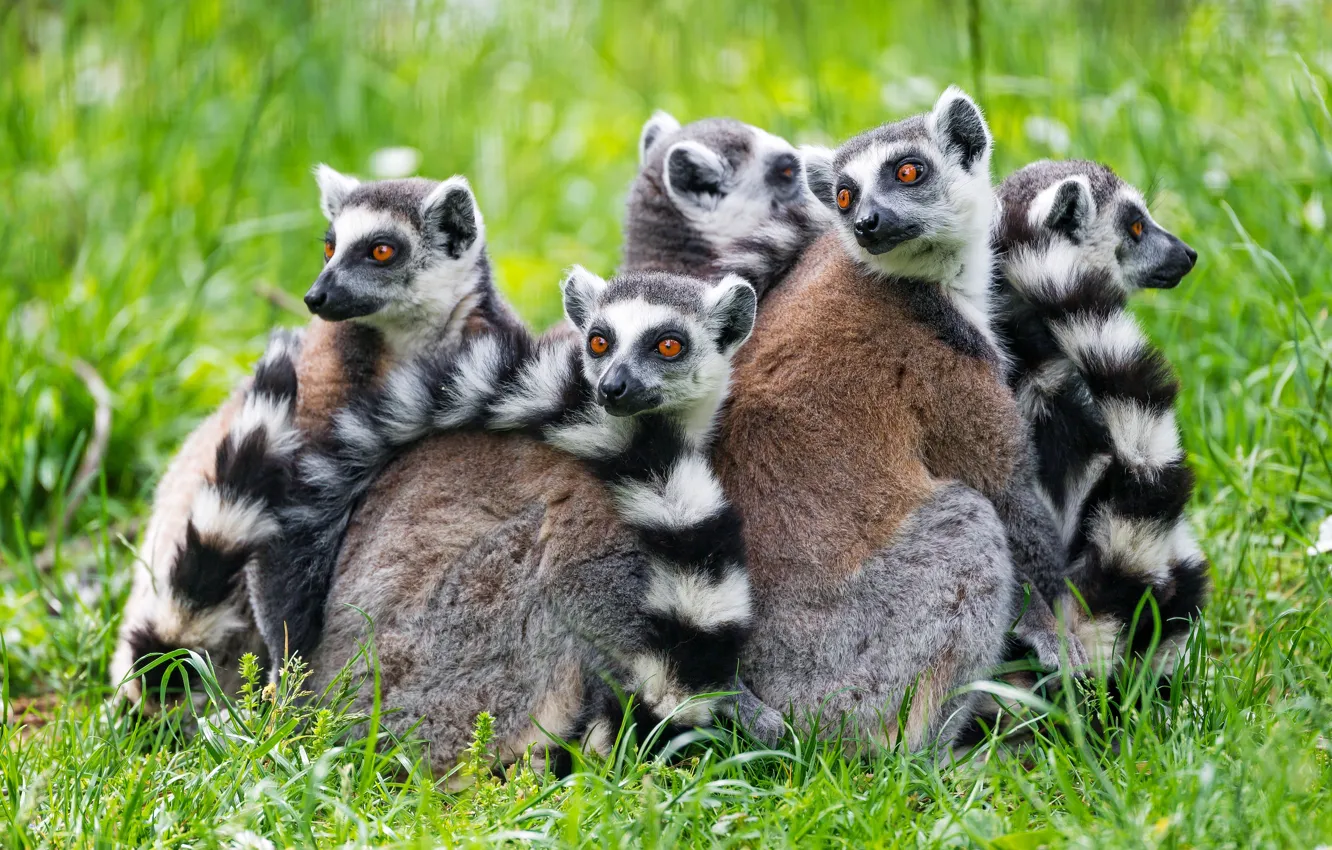 Photo wallpaper grass, look, pose, group, lemur, lemurs, company, a lot