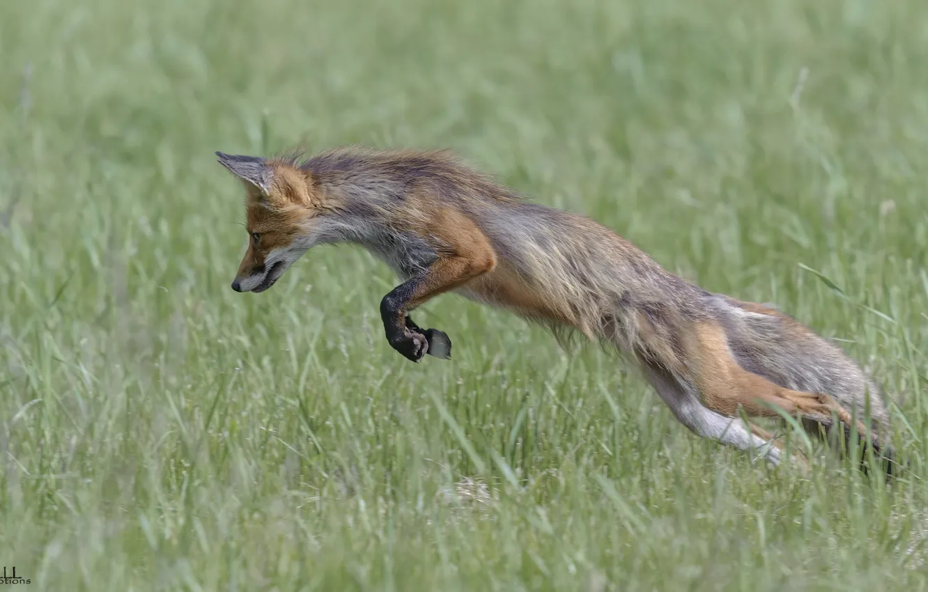 Photo wallpaper grass, jump, Fox, DUELL ©
