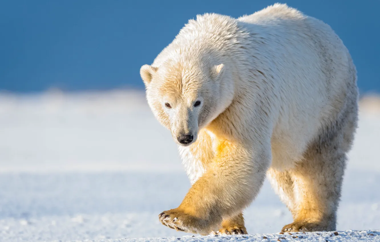 Photo wallpaper winter, white, the sky, look, face, light, snow, nature