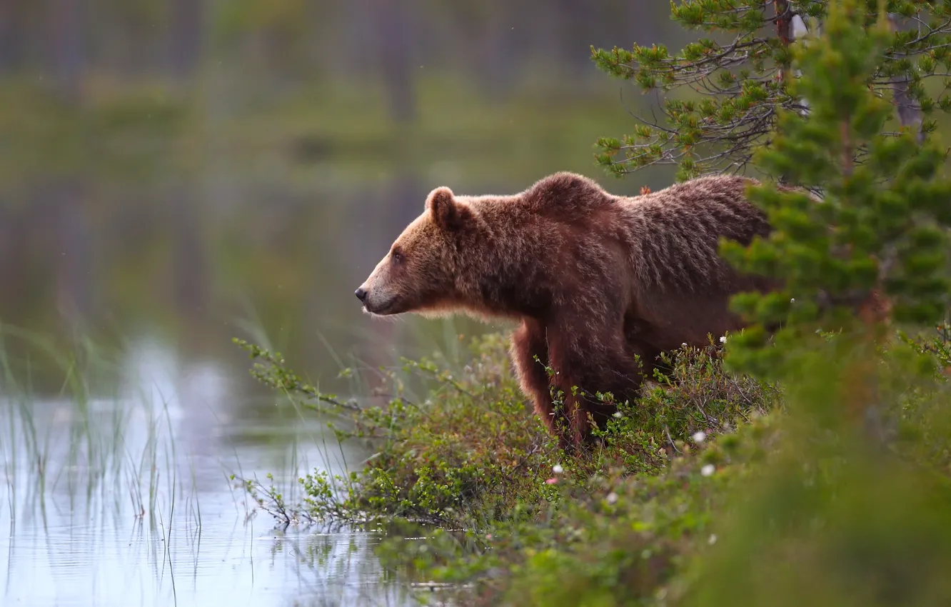 Photo wallpaper forest, water, bear, the Bruins
