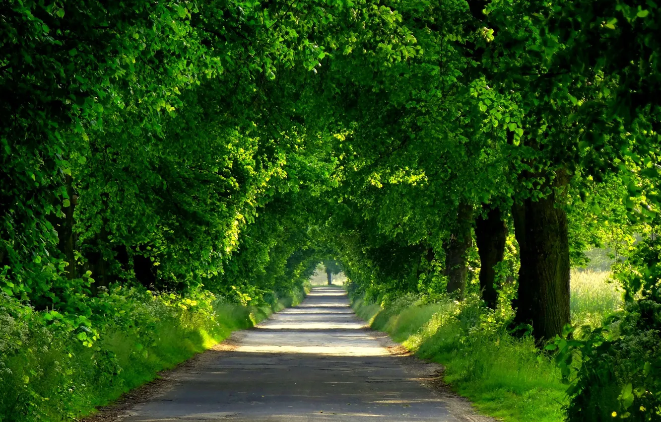 Photo wallpaper road, forest, trees, nature, Park, spring, forest, road
