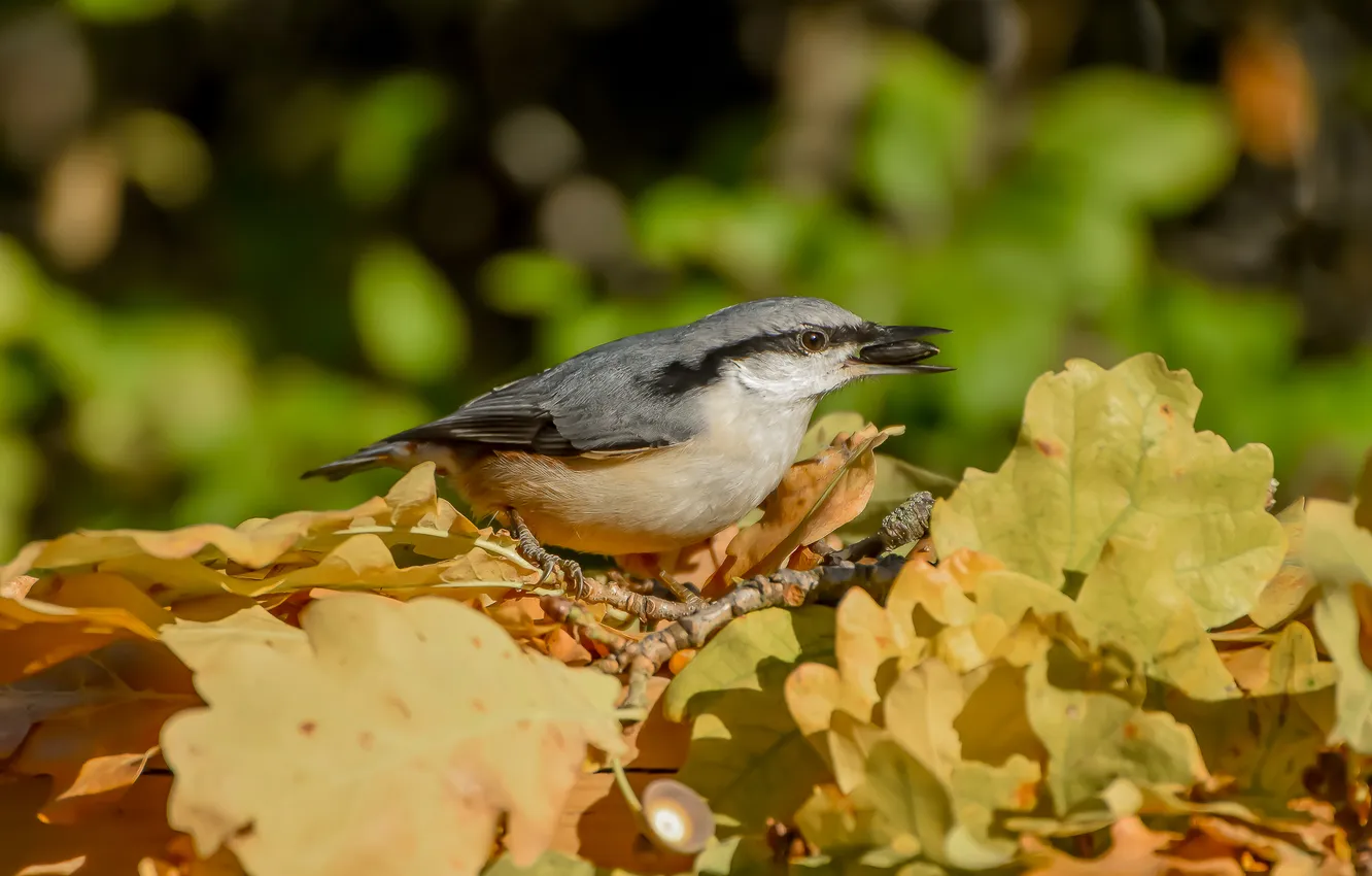 Photo wallpaper bird, photohunt, nuthatch, nature, autumn