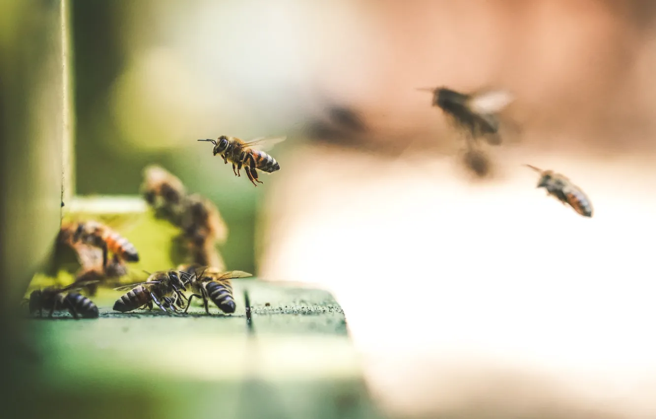 Photo wallpaper macro, bee, blurred background
