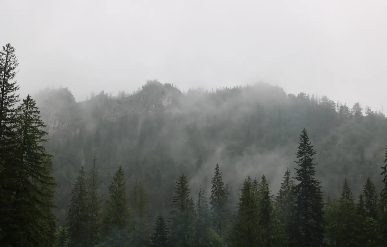 Photo wallpaper forest, trees, nature, fog