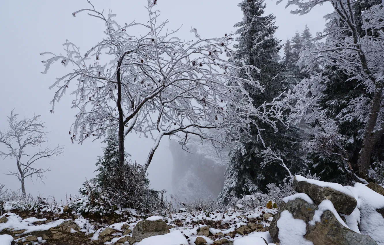 Photo wallpaper winter, snow, trees, nature, stones, rocks, Switzerland, rock