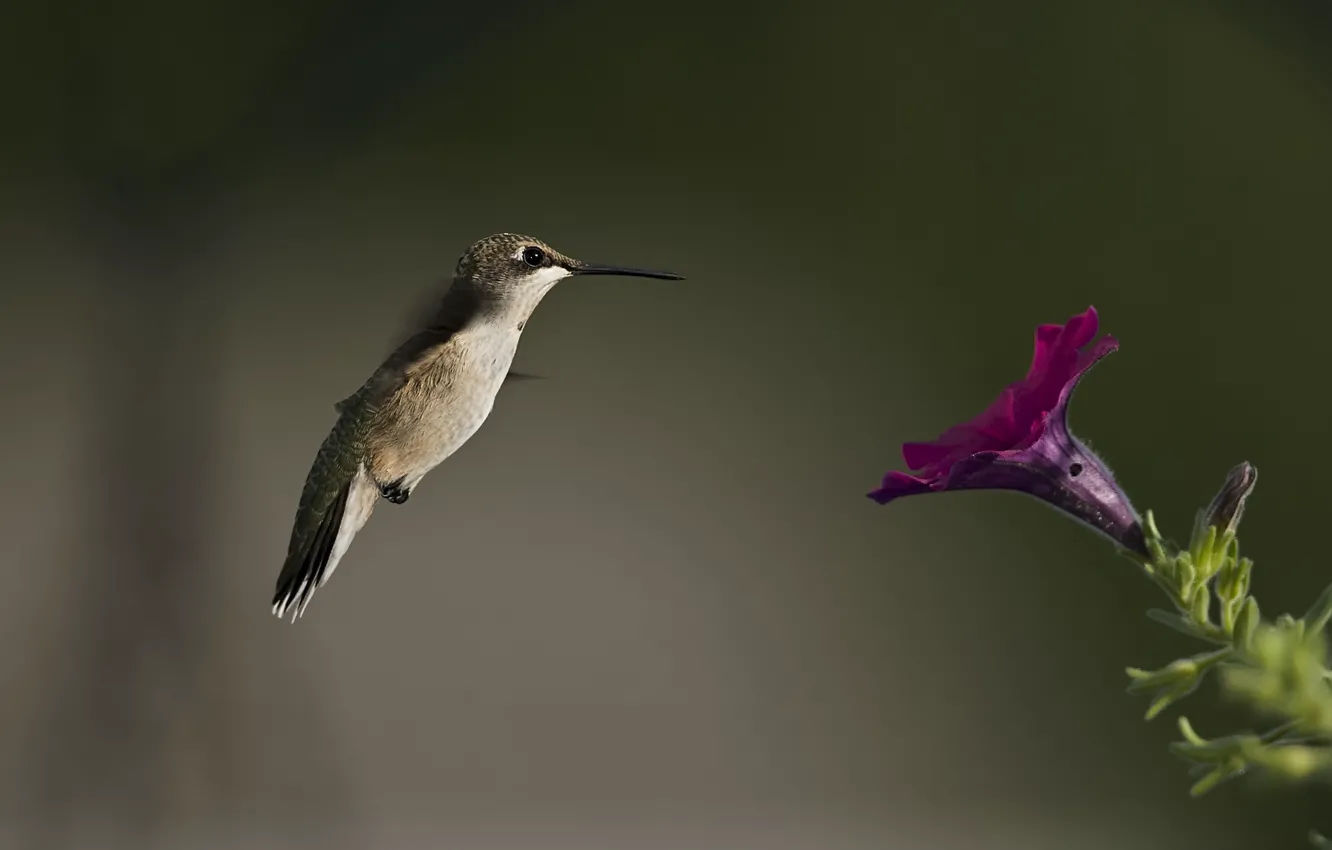Photo wallpaper flower, bird, blur, Hummingbird, Petunia
