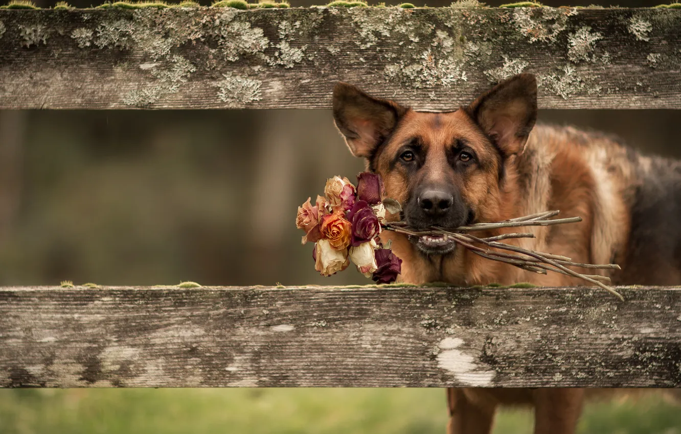 Photo wallpaper look, nature, pose, the fence, roses, dog, bouquet, face