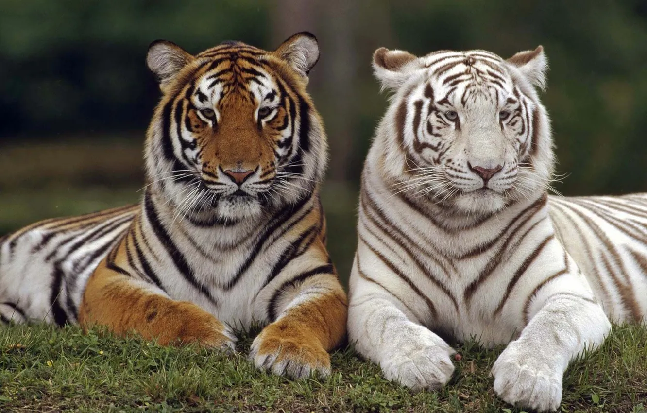 Photo wallpaper wallpaper, Predator, big, tiger, cat, background, blur, bokeh