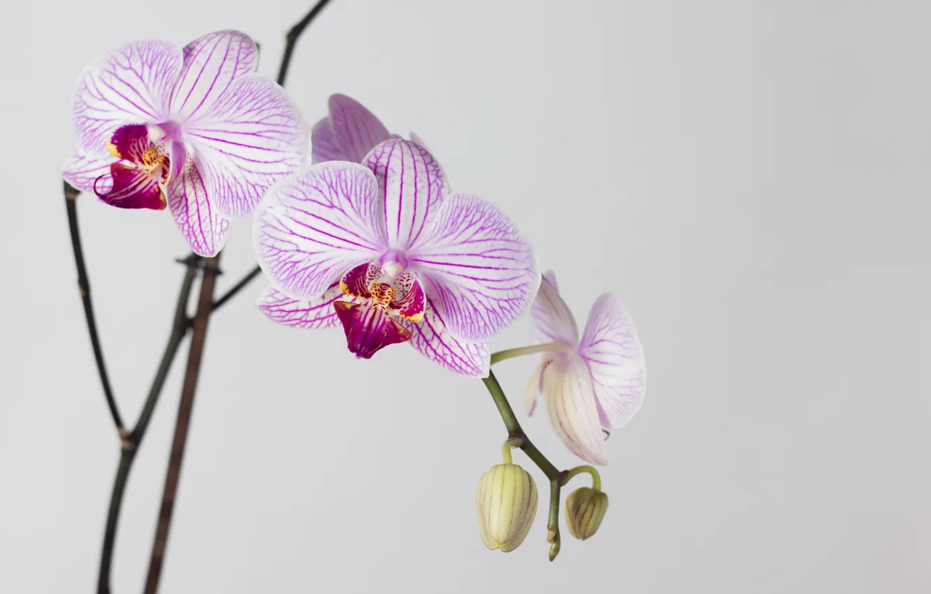 Photo wallpaper macro, flowers, Wallpaper, white background, Orchid, Phalaenopsis