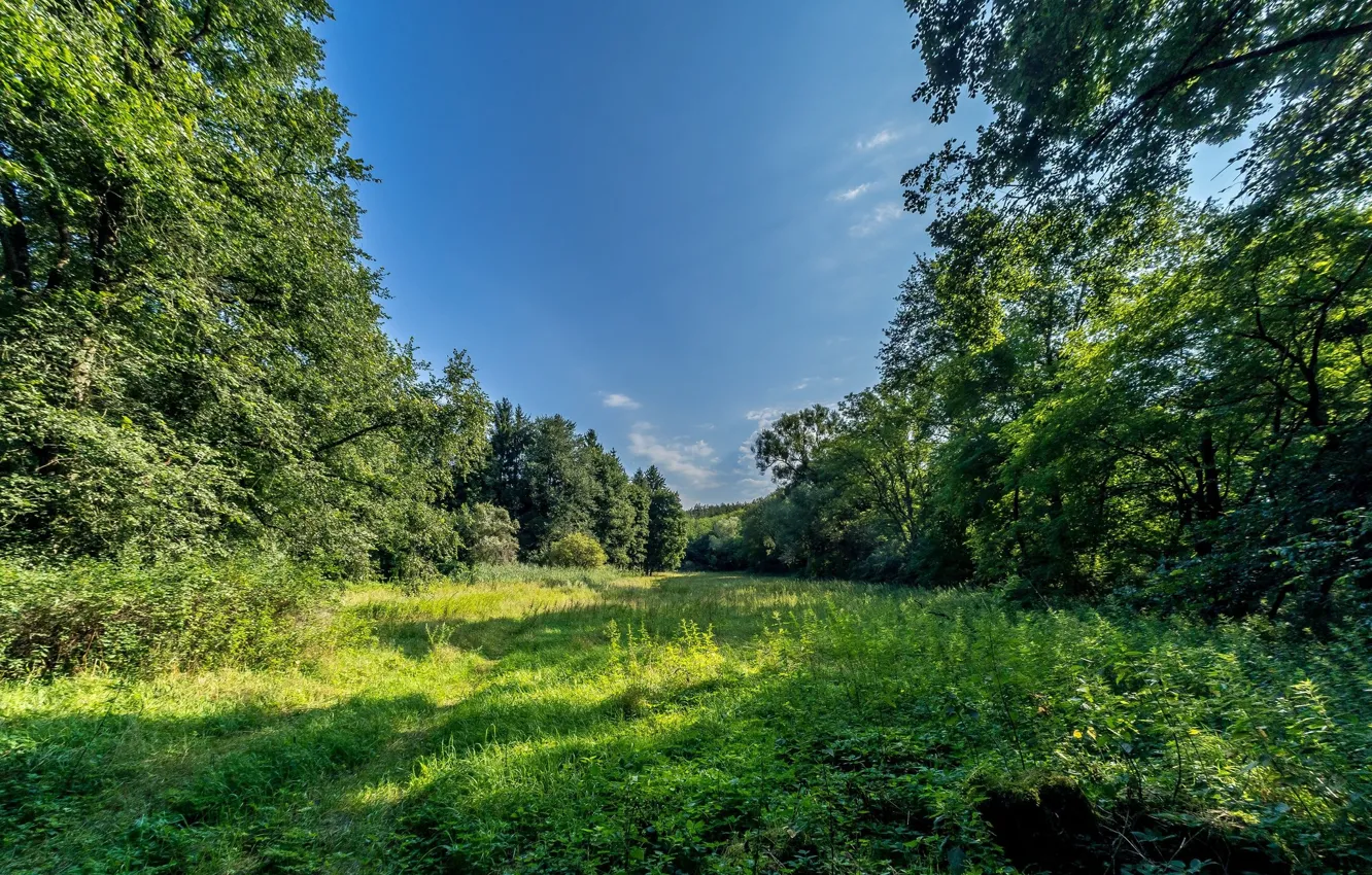Photo wallpaper greens, the sky, meadow