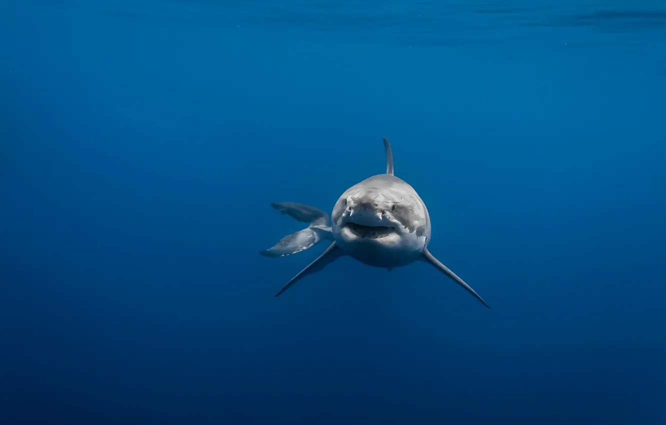Photo wallpaper sea, predator, shark, white