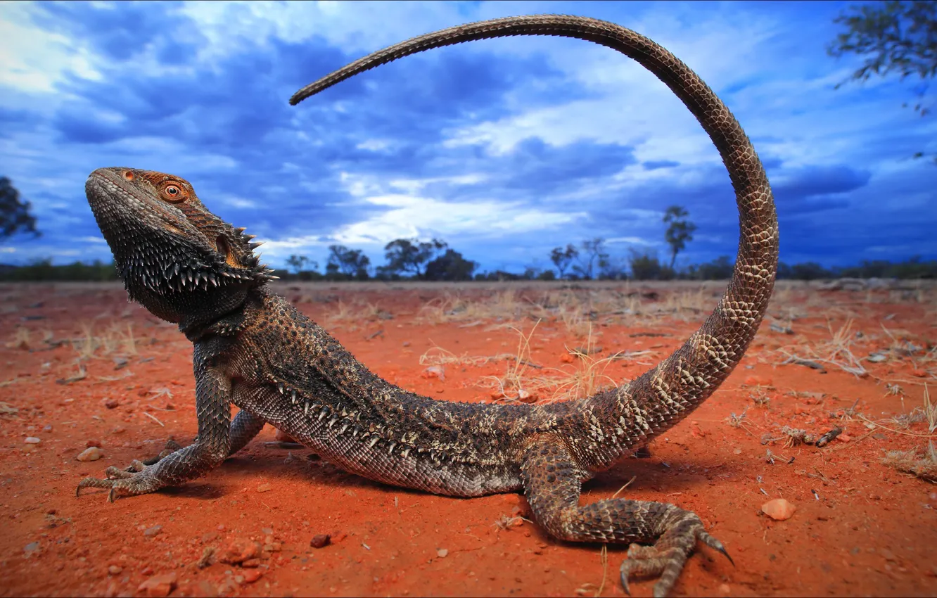 Photo wallpaper look, lizard, Australia, tail, trail, Australia, look, lizard