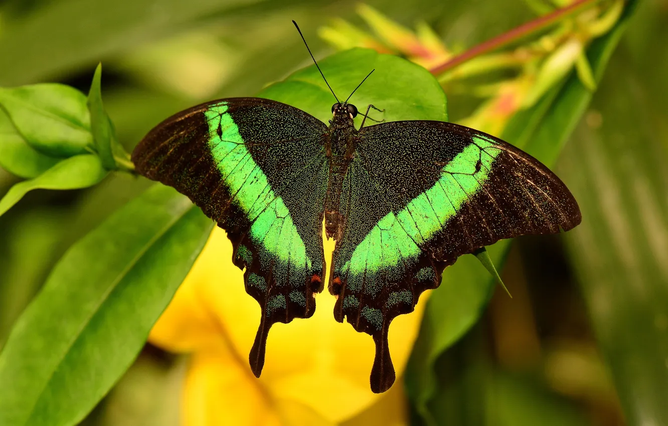 Photo wallpaper green leaves, butterfly, wings, beautiful, closeup