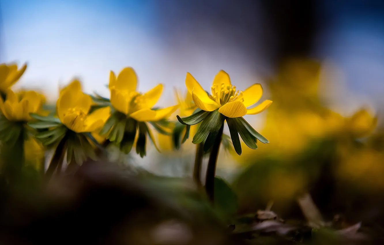 Photo wallpaper macro, flowers, background