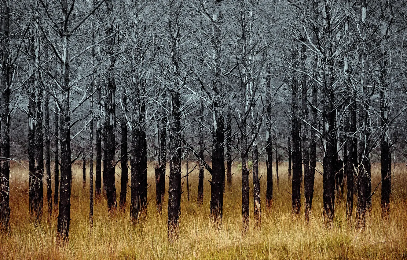 Photo wallpaper autumn, trees, nature