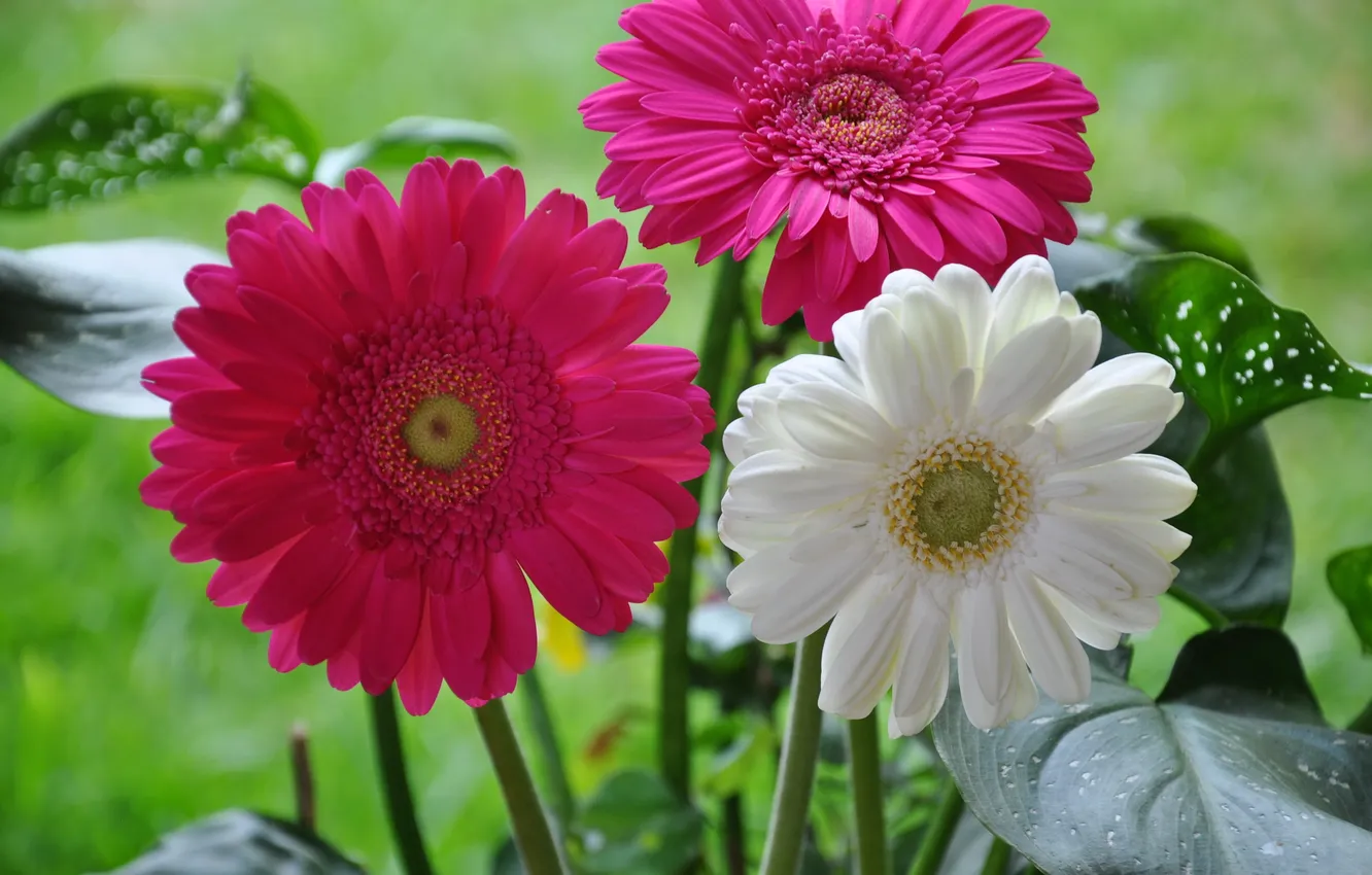 Photo wallpaper flowers, photo, gerbera, closeup