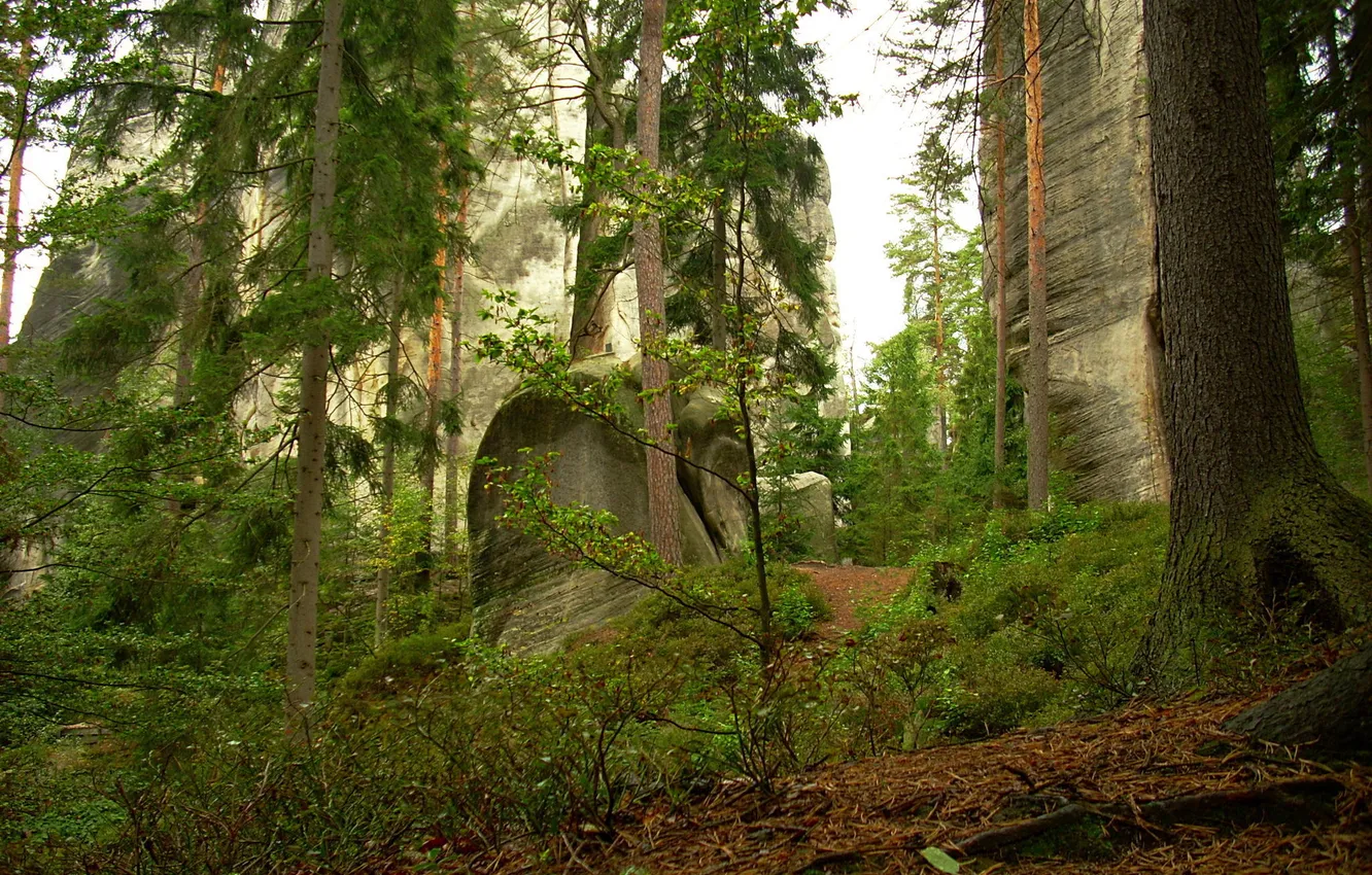 Photo wallpaper forest, grass, trees, rocks, trunk, the bushes
