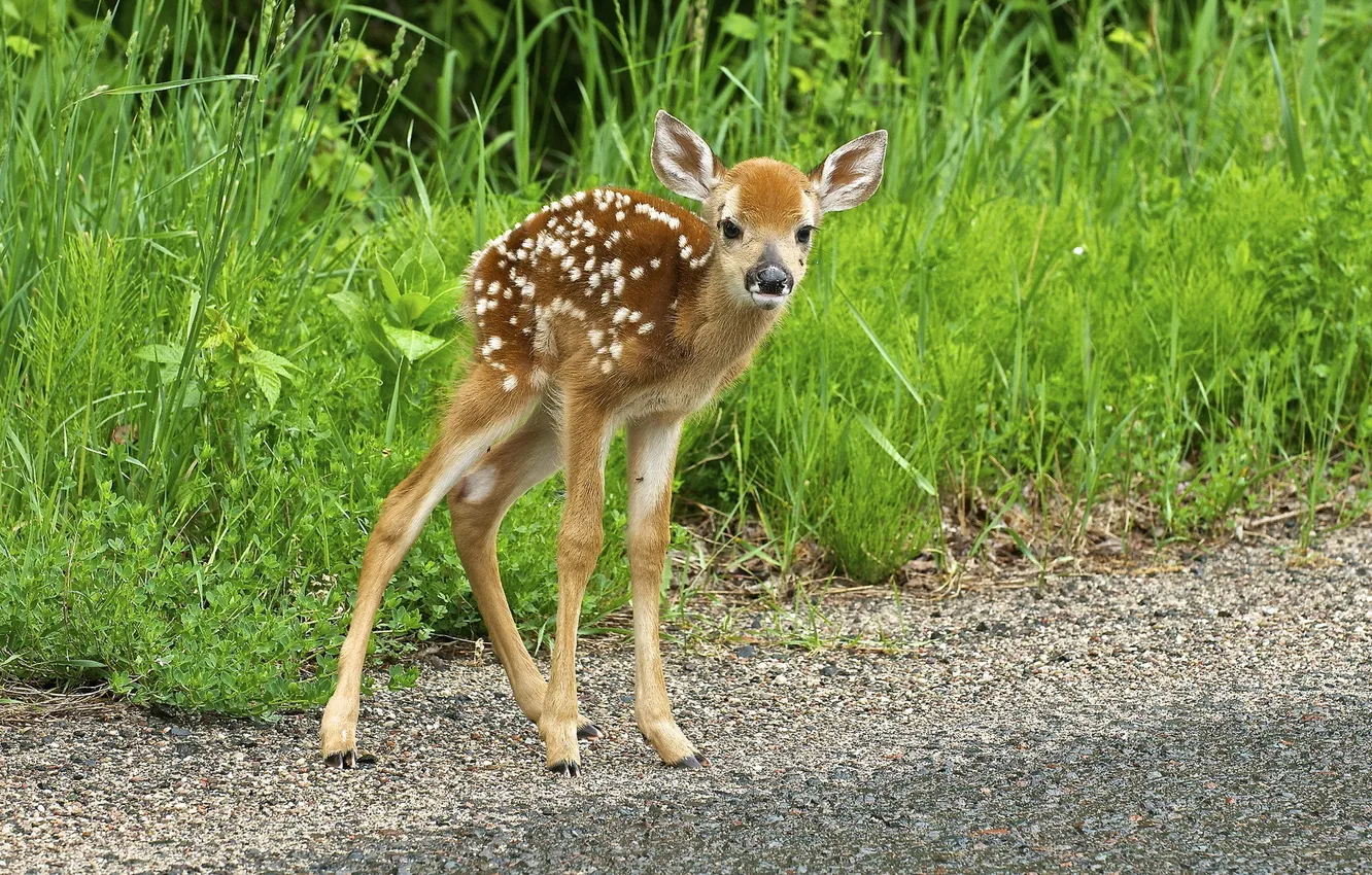 Photo wallpaper summer, nature, fawn