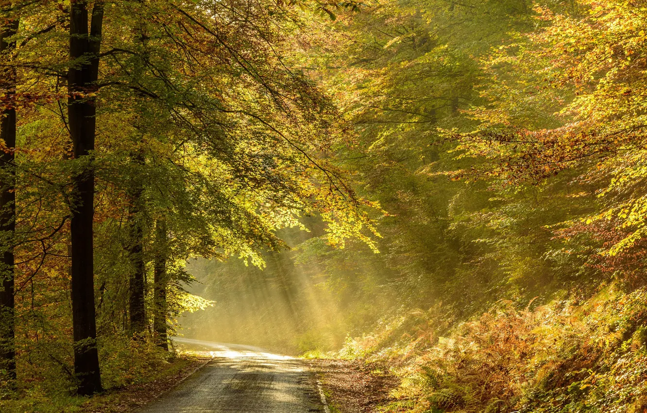Photo wallpaper road, autumn, forest, trees, Belgium, Ardenne