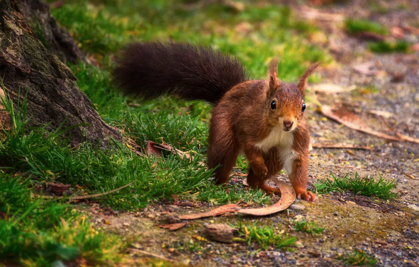 Photo wallpaper grass, look, nature, glade, protein, red, walk, bokeh