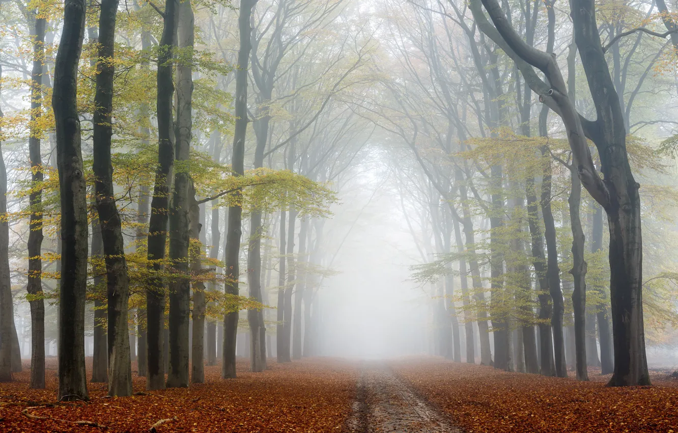 Photo wallpaper road, autumn, trees, fog