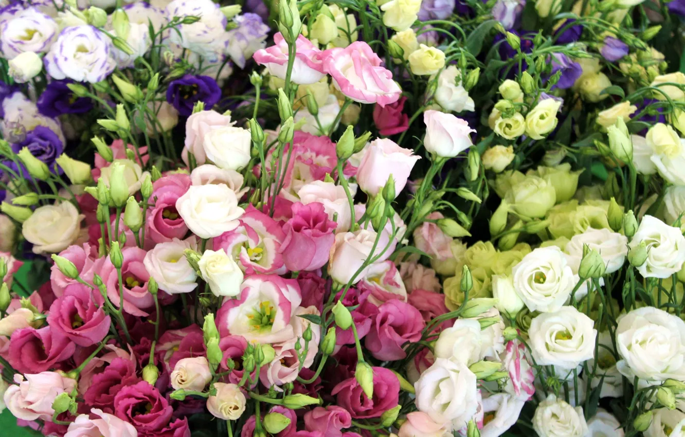 Photo wallpaper flowers, bouquets, Eustoma