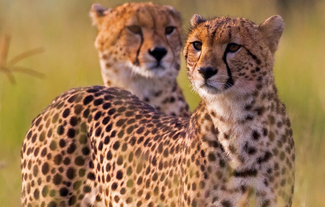 Photo wallpaper Cheetah, Africa, wild cat