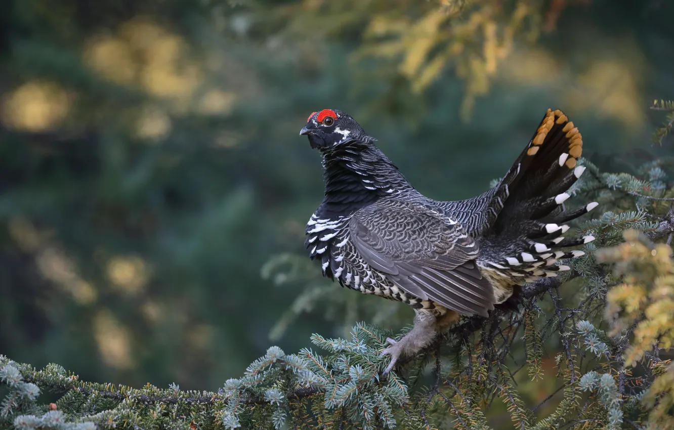 Photo wallpaper bird, branch, Canadian spruce grouse, Grouse